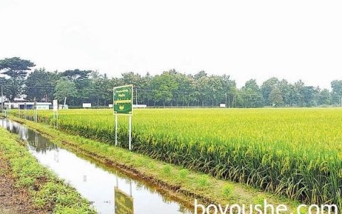 伊洛瓦底省两县区雨季稻收割情况及冬向日葵种植情况