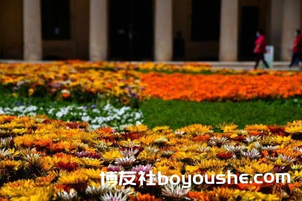 马耳他广场变“花海”