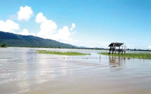 伊洛瓦底江上游八莫县区连降大雨2800多英亩稻田遭水淹没