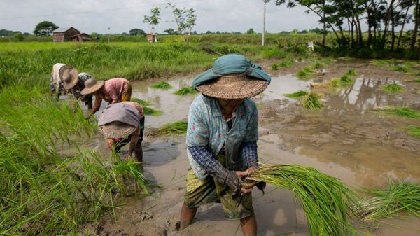 仰光省已完成80%的冬季作物种植工作